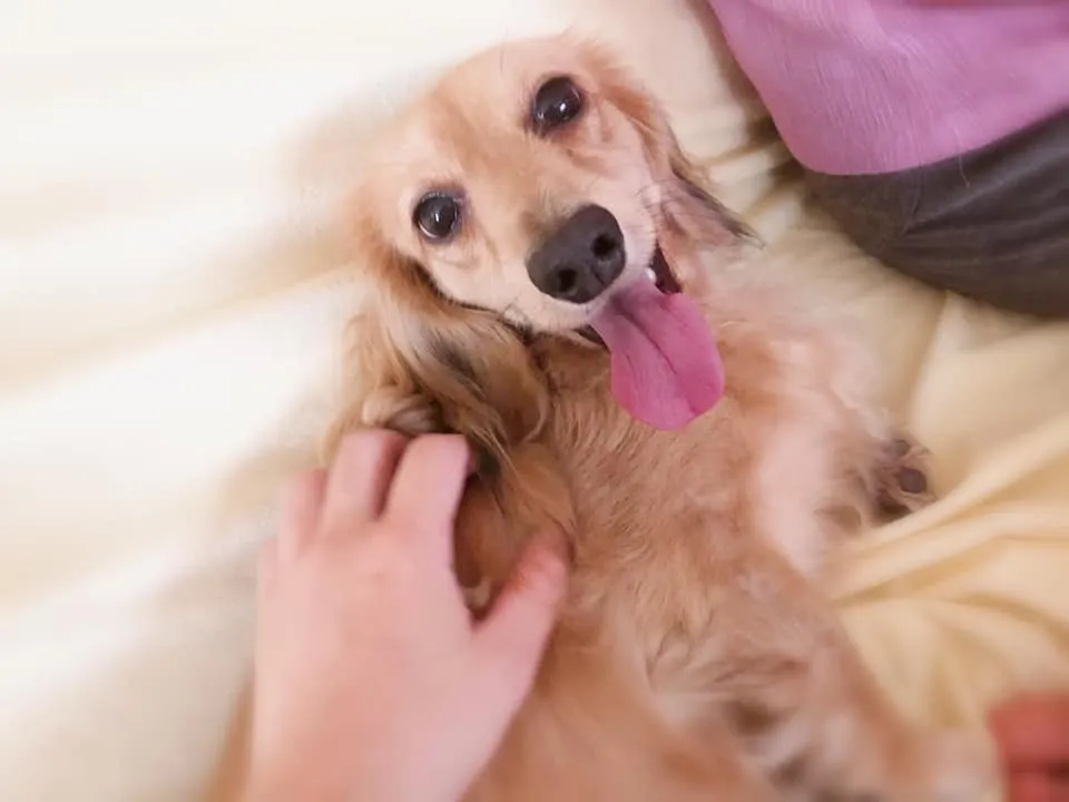 ルルちゃん